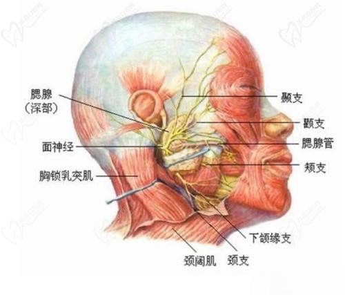 上海九 院丁偉拉皮手術費用